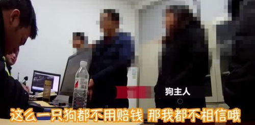 未拴绳狗被撞倒死亡 狗主人暴打骑手