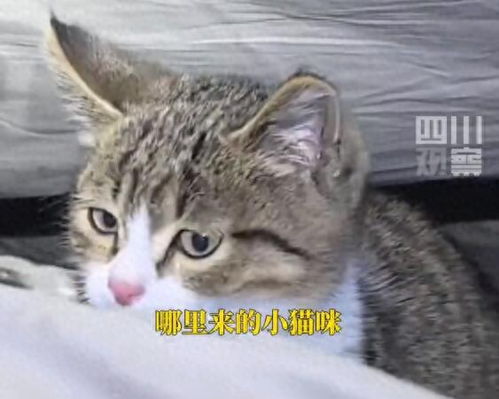 网红猫“悟空”死亡时到底发生了什么