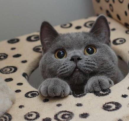 蓝猫华为电脑怎么样(蓝猫华为电脑，品质与性能的完美结合)